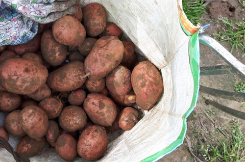 Kartoffelernte im August - rote Kartoffeln