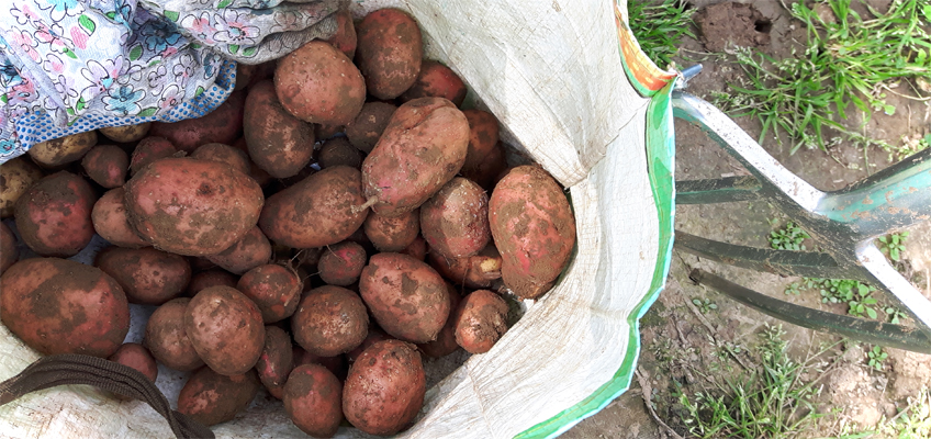 Kartoffelernte im August - rote Kartoffeln