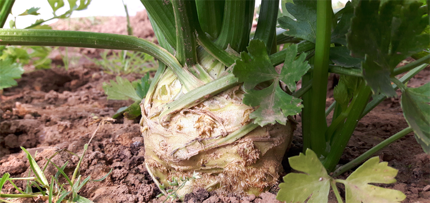 Knollensellerie im Garten