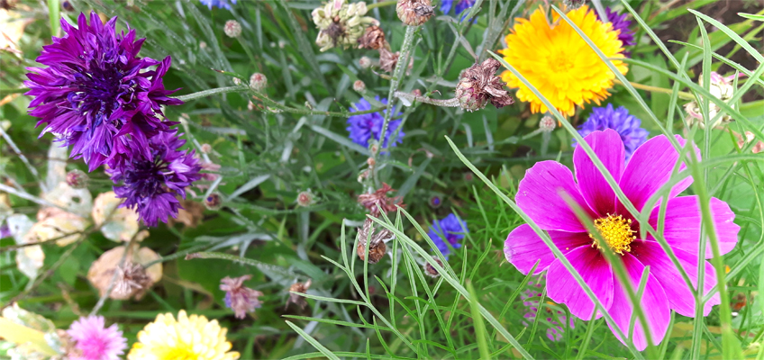 Sommerblumen im Garten