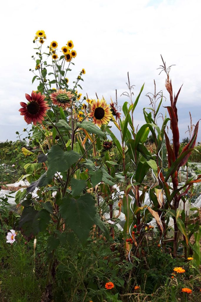 Herbstfarben riesige Sonnenblumen