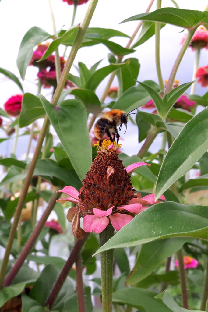 Hummel auf Blume