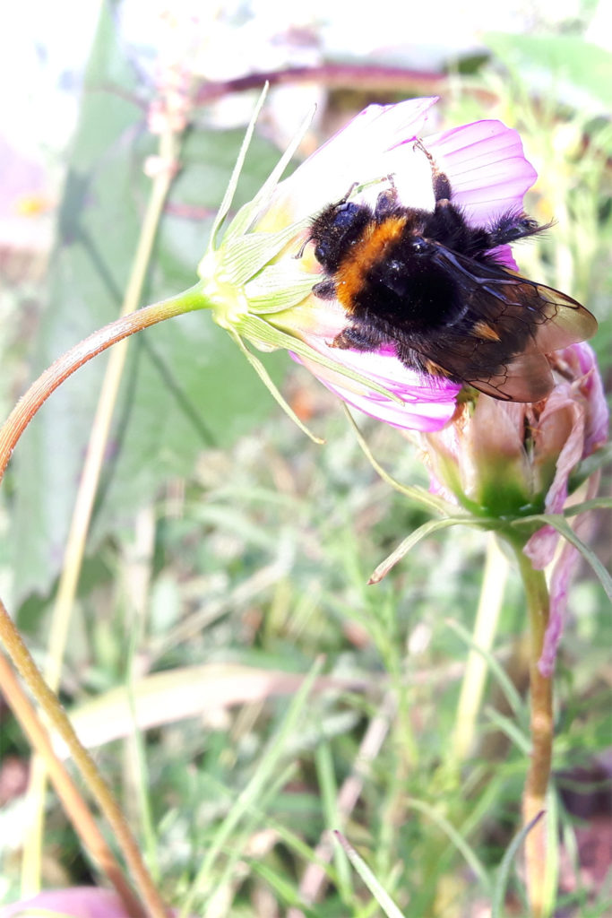 Hummel auf der Blumenwiese