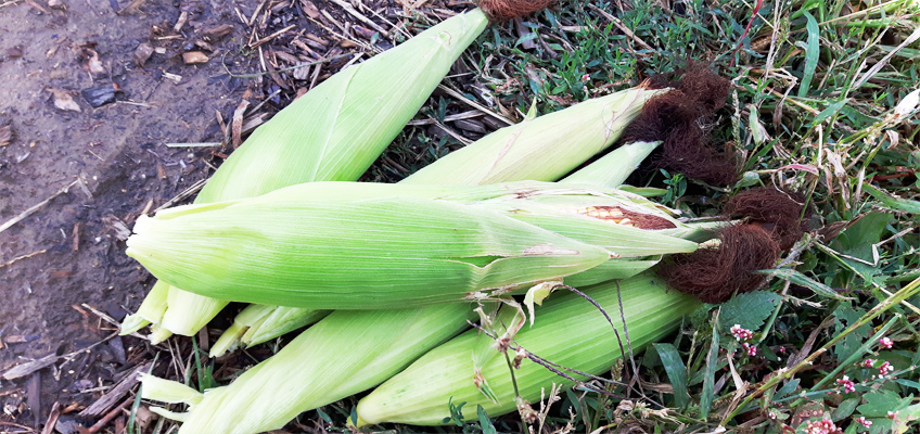 Maisernte - Mais im Garten anbauen