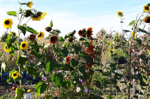 Sonnenblumen im Herbst Bienenmagnet