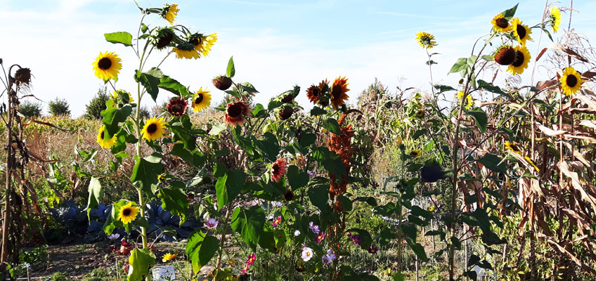 Sonnenblumen im Herbst Bienenmagnet