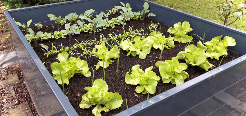 Hochbeet im Herbst Gemüse im Hochbeet