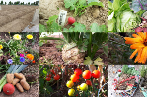 Rückblick auf das Gartenjahr