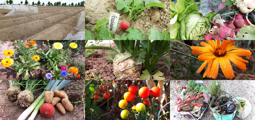 Rückblick auf das Gartenjahr