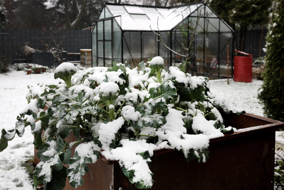 Gartenarbeit im Januar - das Jahr beginnt...