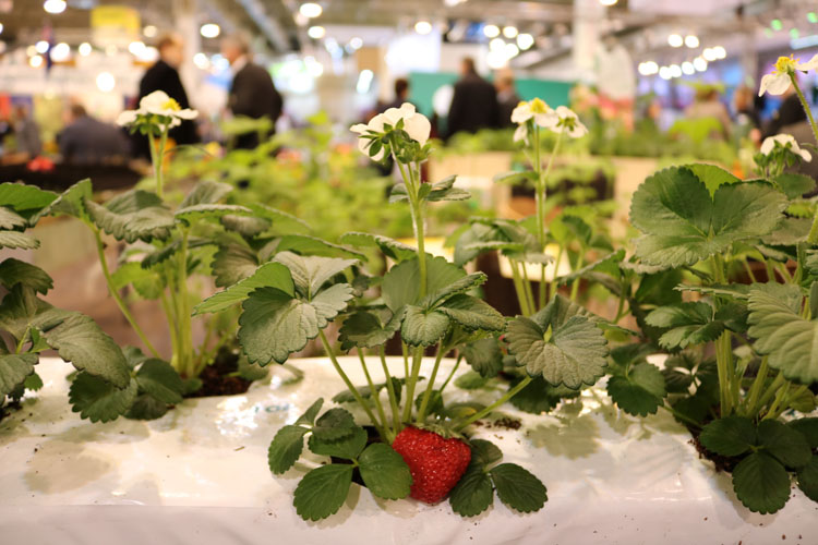 Messerückblick der Internationalen Pflanzenmesse Essen 2017