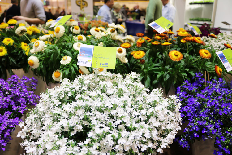 Messerückblick der Internationalen Pflanzenmesse Essen 2017