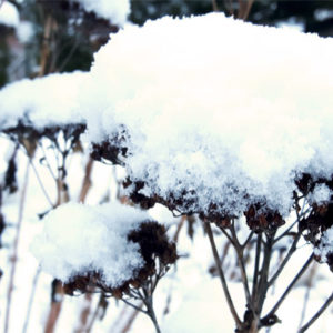 Schnee im Garten