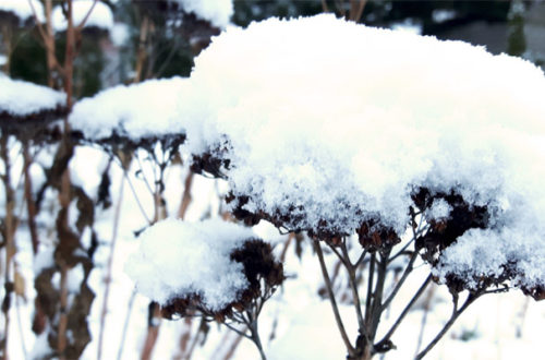 Schnee im Garten