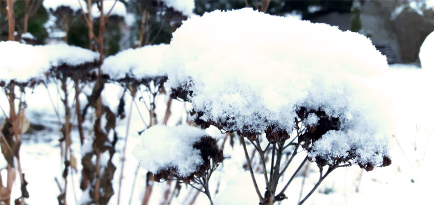 Schnee im Garten