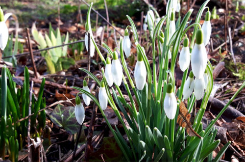 Frühlingsboten im Garten Schneeglöckchen