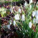 Frühlingsboten im Garten Schneeglöckchen