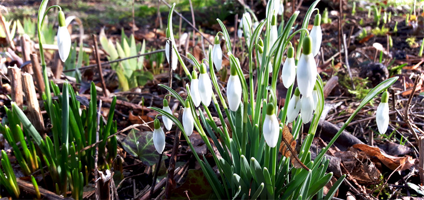 Frühlingsboten im Garten Schneeglöckchen