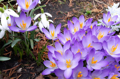 Der Garten erwacht