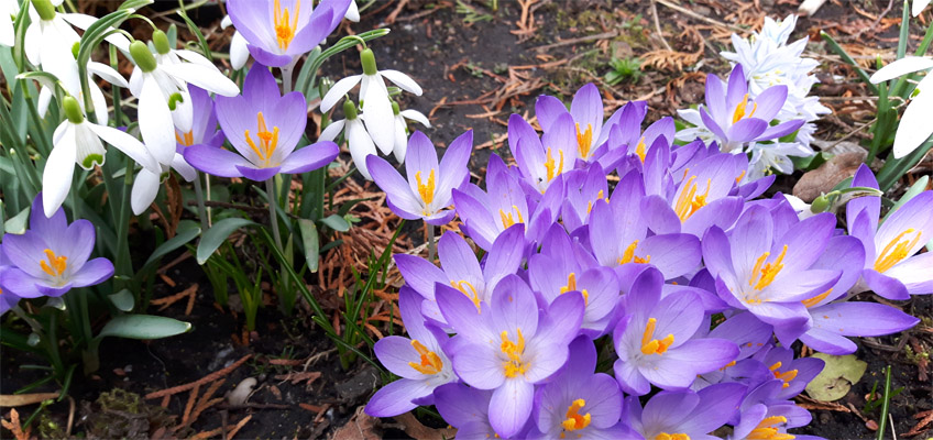 Der Garten erwacht