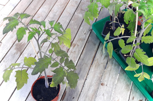 Tomaten ins Freie Jungpflanzen in den Gemüsegarten