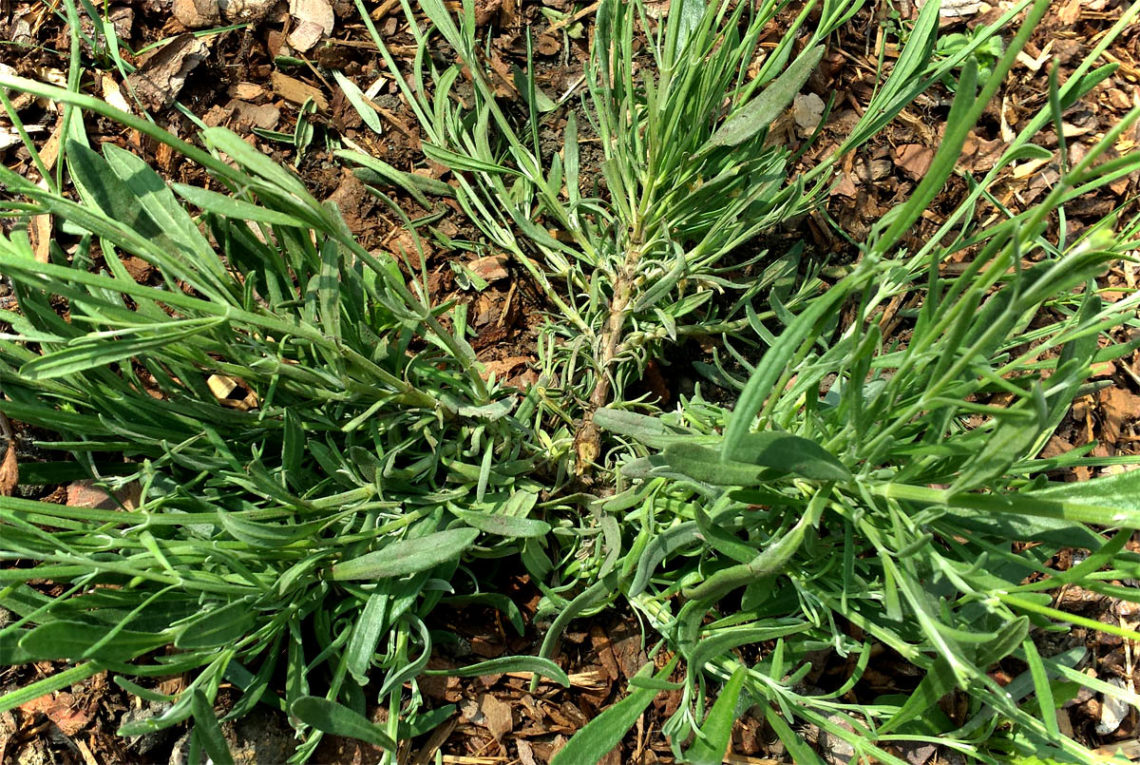 Junger Lavendel plattgedrückt