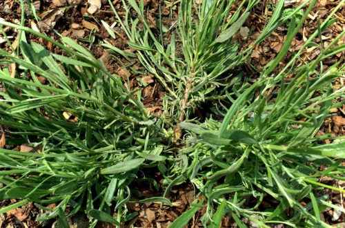 Junger Lavendel plattgedrückt