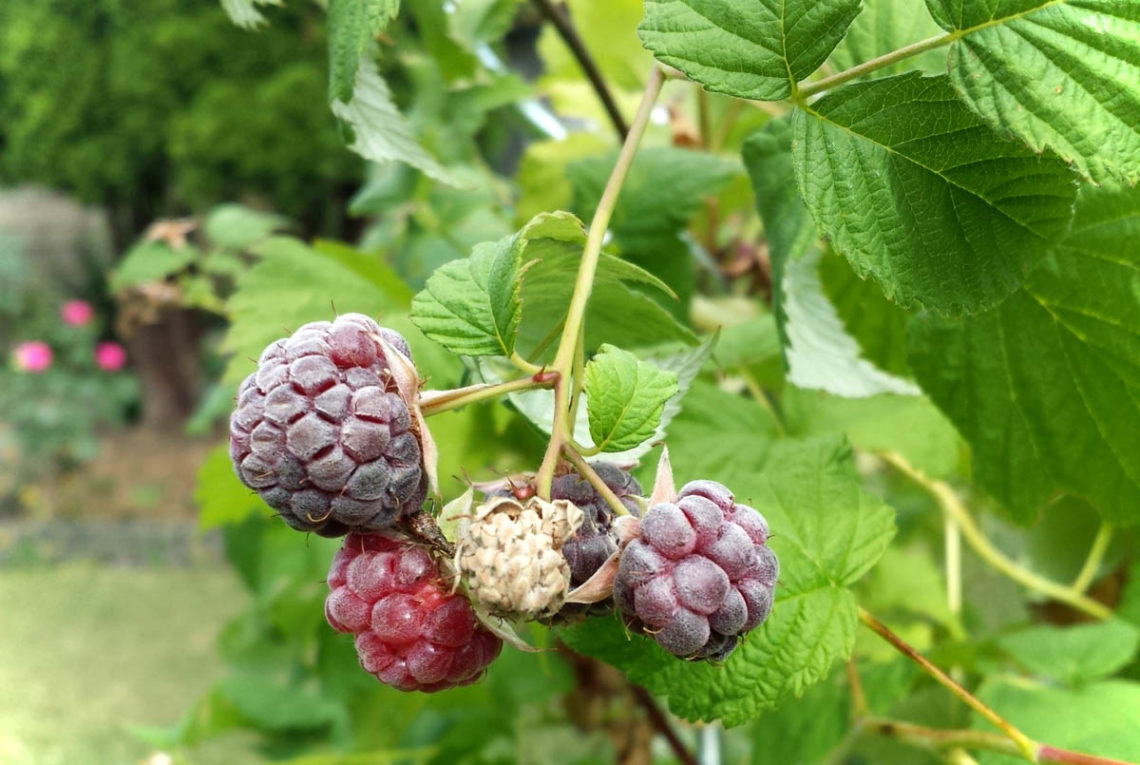 Himbeeren schneiden Sommerhimbeeren