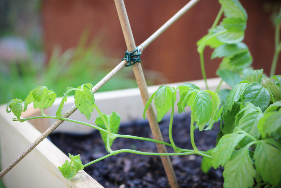 Jiaogulan Kraut der Unsterblichkeit mit DIY Rankgitter