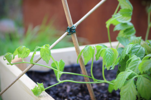 Jiaogulan Kraut der Unsterblichkeit mit DIY Rankgitter