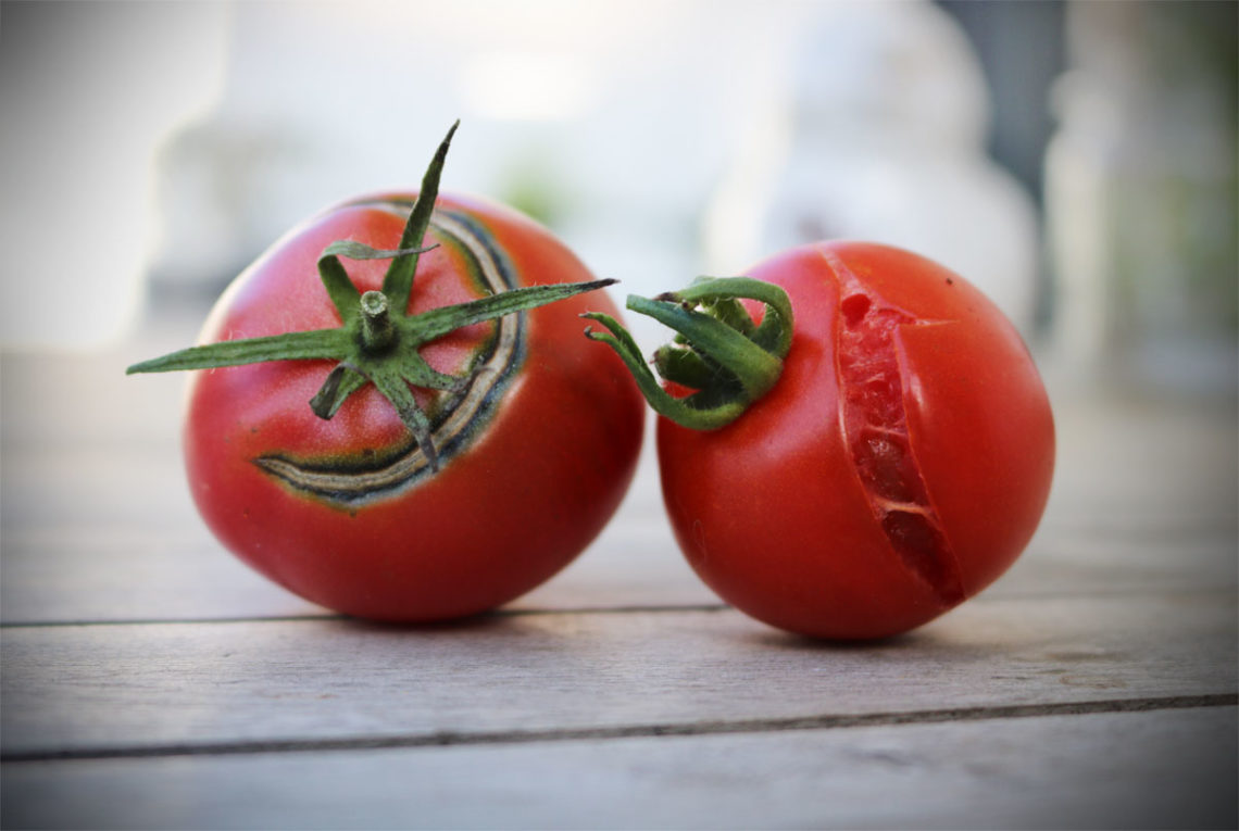 Tomaten platzen durch Regen und Sonne