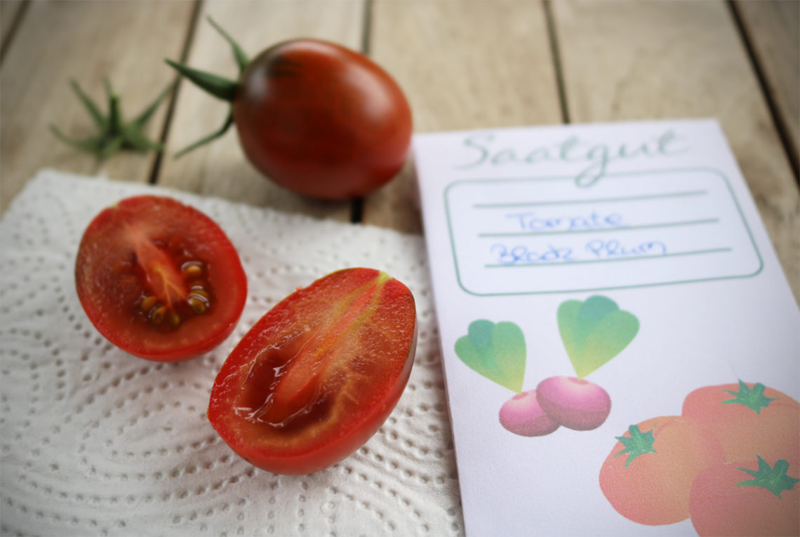 Tomatensamen ewinnen | Saatgut ernten