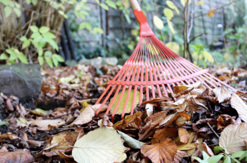 Gartenarbeit im November - Laub