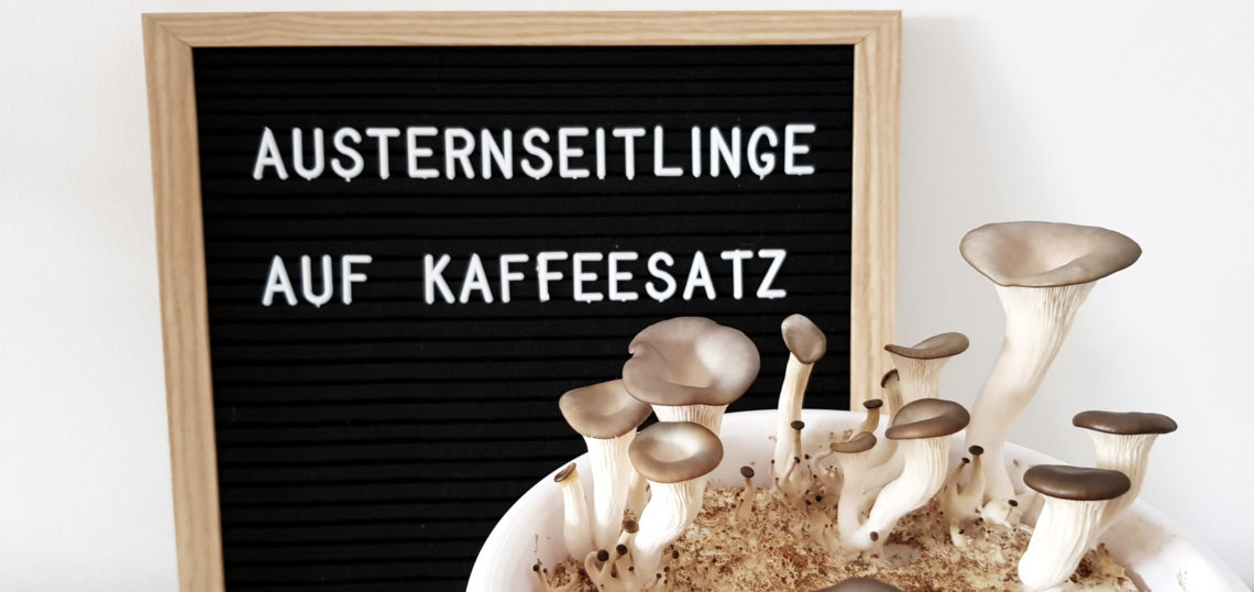 Austernpilze auf Kaffeesatz DIY Slider