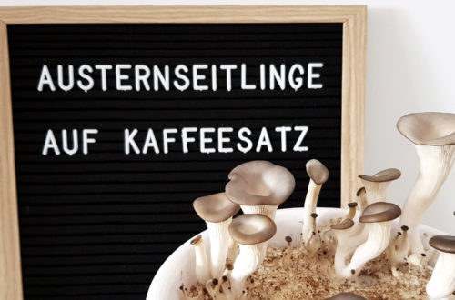 Austernpilze auf Kaffeesatz DIY Slider