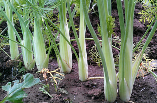 Fenchel anbauen - Jungpflanzen vereinzeln