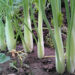 Fenchel anbauen - Jungpflanzen vereinzeln