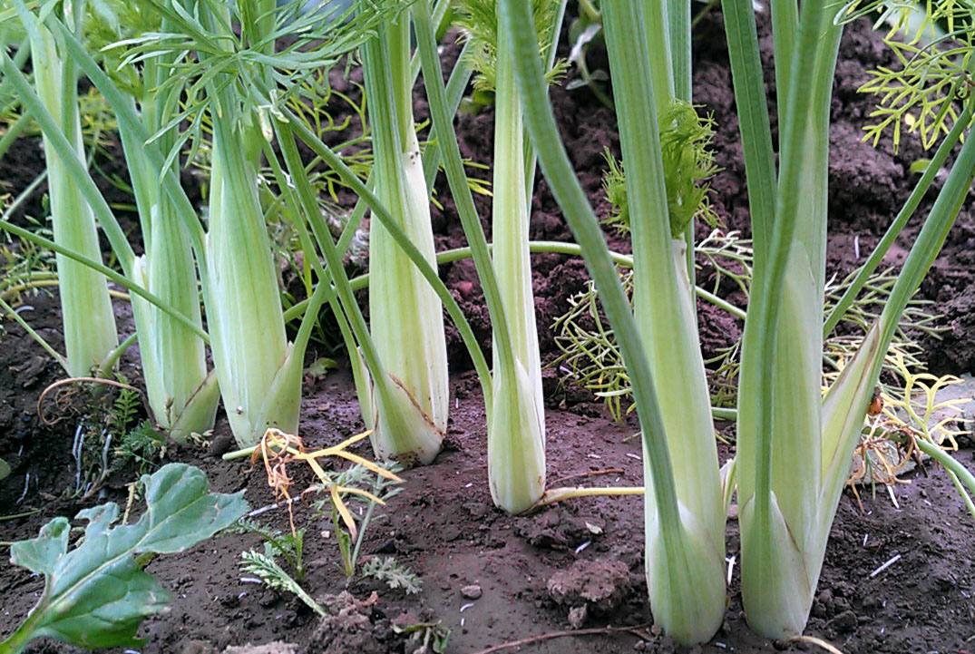 Fenchel anbauen - Jungpflanzen vereinzeln