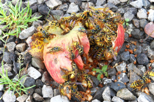 Insektengiftallergie Wespen