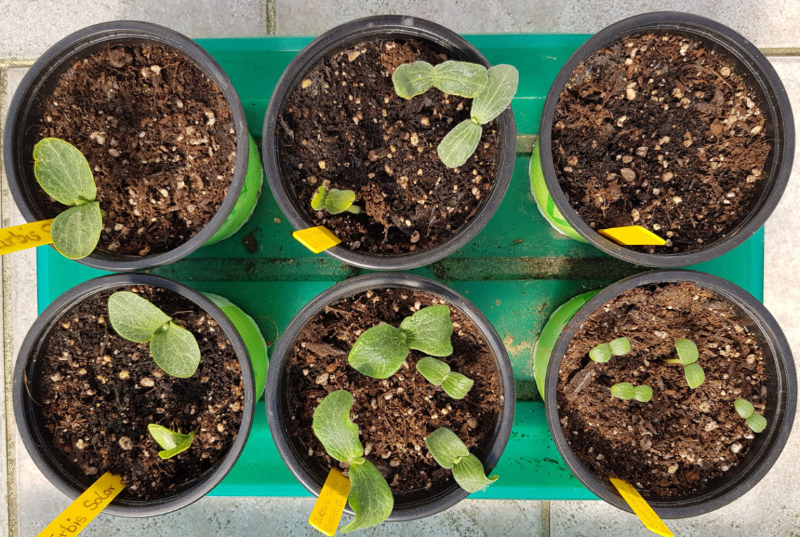 Kürbis und Zucchini Anzucht im April