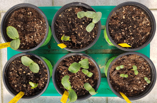 Kürbis und Zucchini Anzucht im April