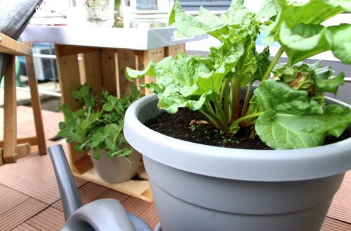 Rhabarber auf dem Balkon Grüneliebe City Garden