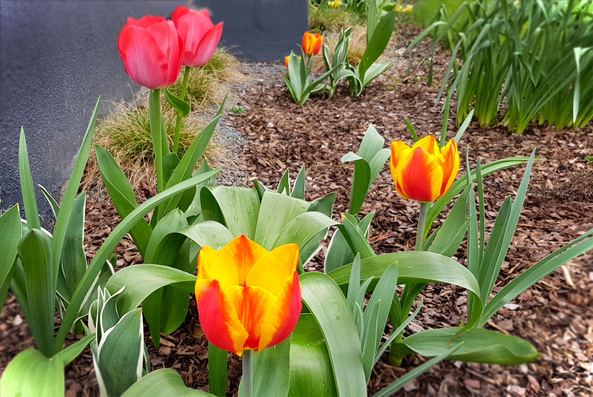 Tulpenzeit