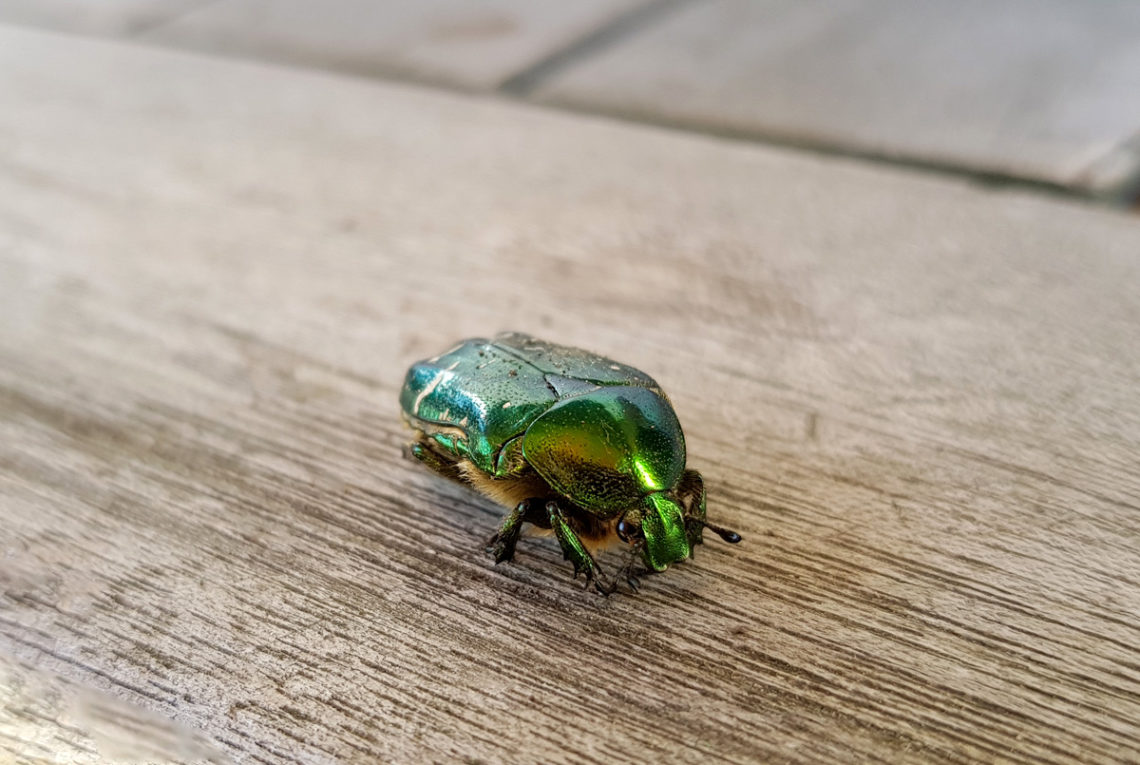 Goldglänzende Rosenkäfer - Nützling im Garten