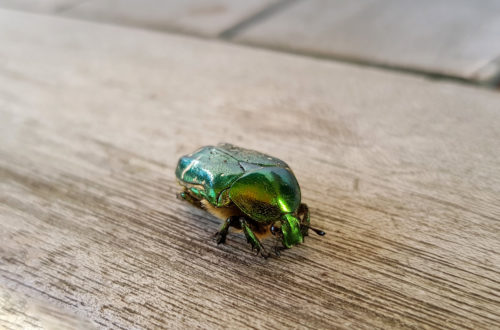 Goldglänzende Rosenkäfer - Nützling im Garten