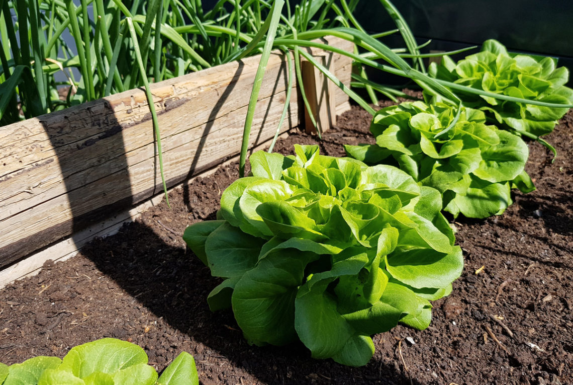 Salat im Hochbeet - Der Garten im Mai