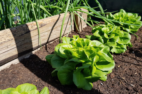 Salat im Hochbeet - Der Garten im Mai