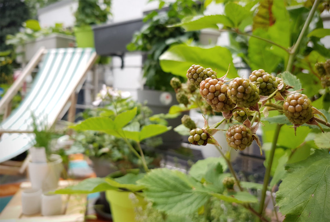 Brombeeren Obstgarten auf dem Balkon EMSA Grüneliebe City Garden