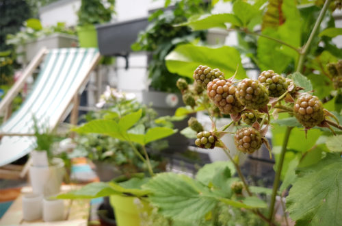 Brombeeren Obstgarten auf dem Balkon EMSA Grüneliebe City Garden