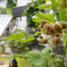 Brombeeren Obstgarten auf dem Balkon EMSA Grüneliebe City Garden